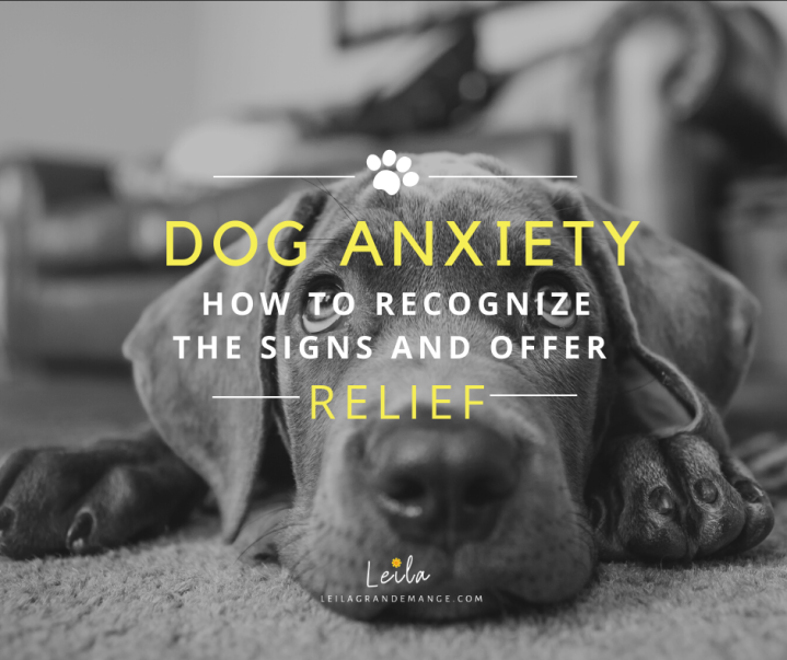 Dog Anxiety [How to Recognize the Signs and Offer Relief]